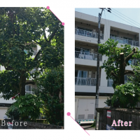 【清掃例】庭木の剪定作業（大分市のハウスクリーニングM&m）