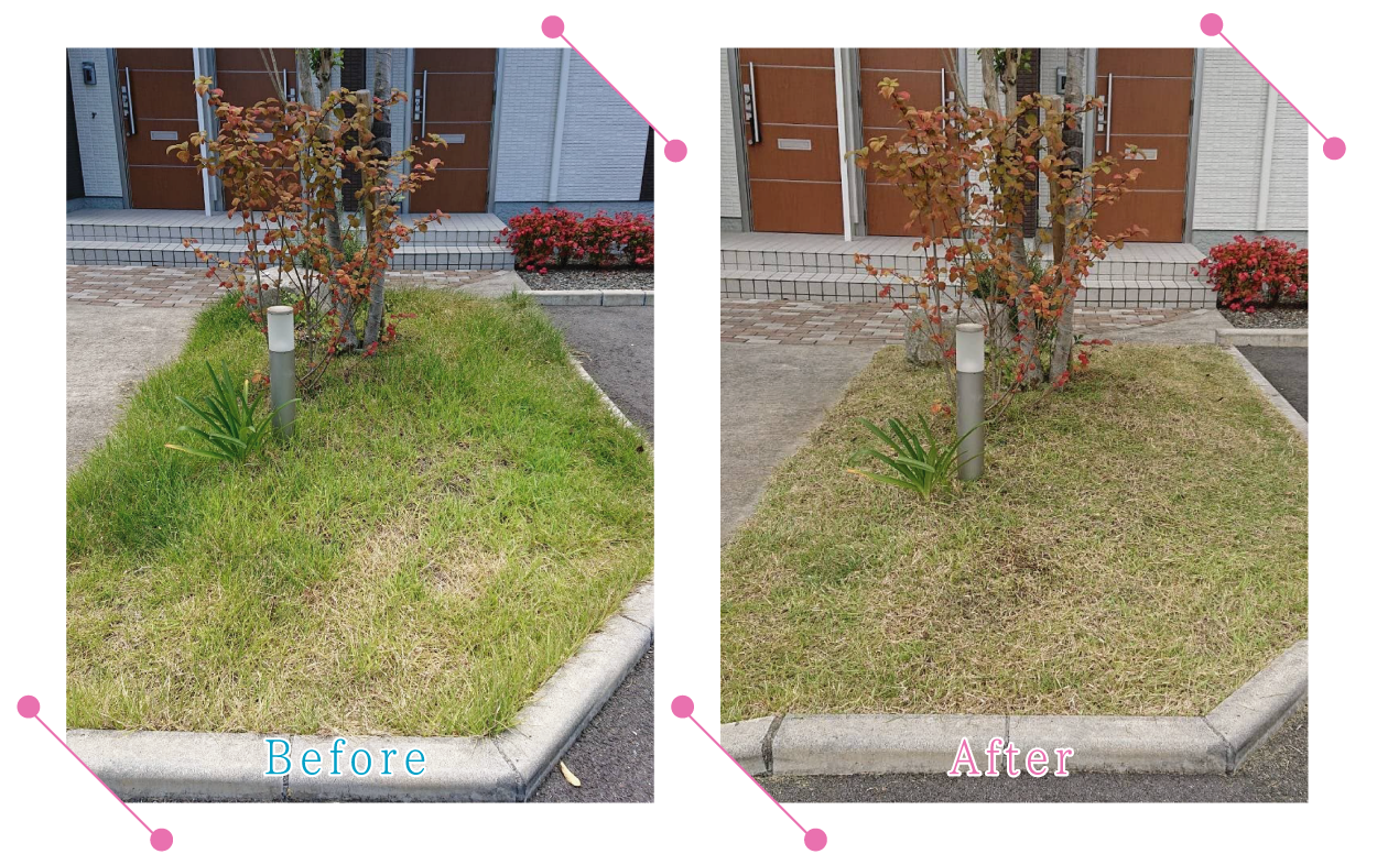 【清掃例】夏の庭 除草・草刈り1